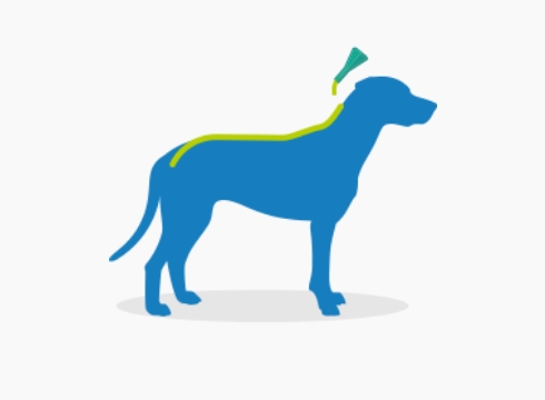 apply frontline spot on