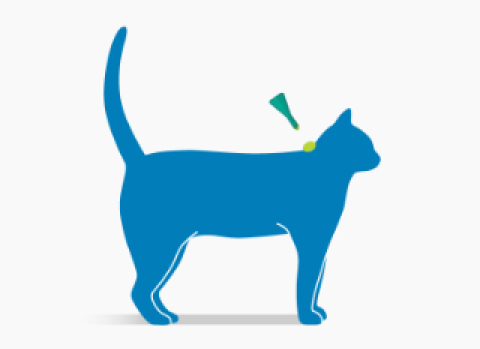 apply frontline combo