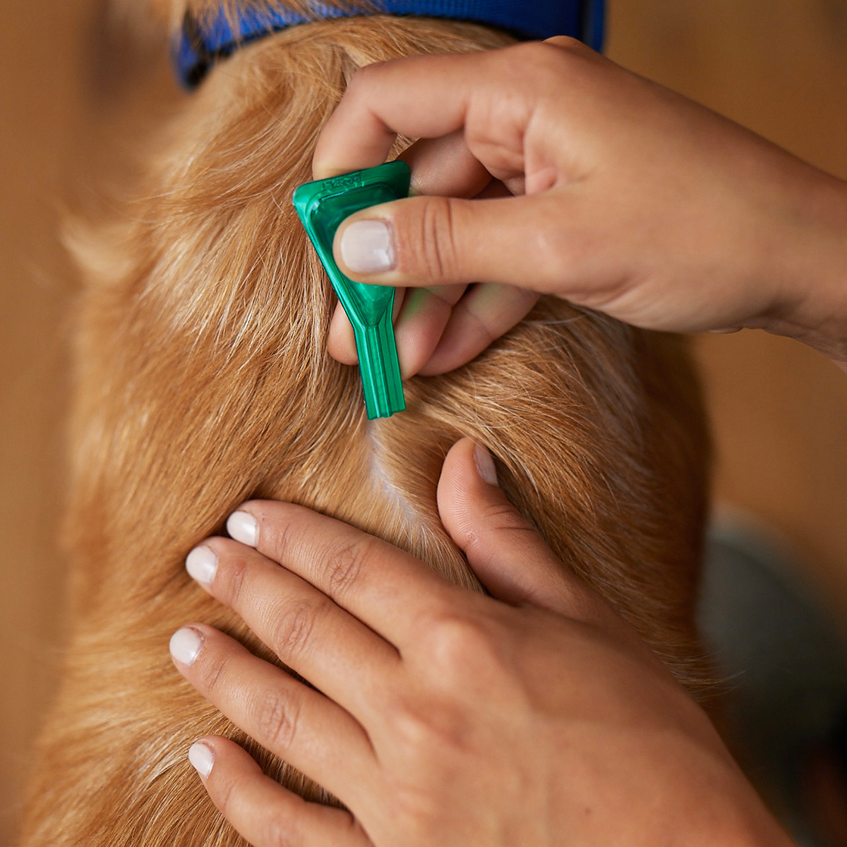 Combo Pies Jak aplikować 2