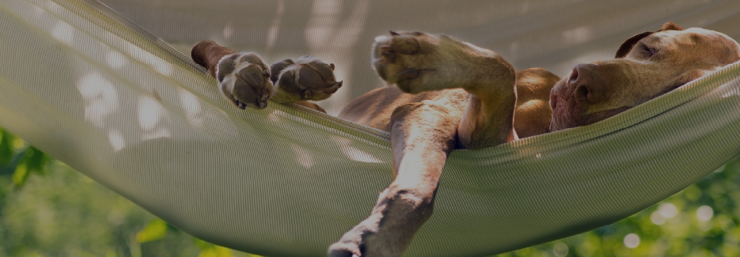 Pies prawnika na hamaku