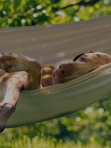 Pies prawnika na hamaku