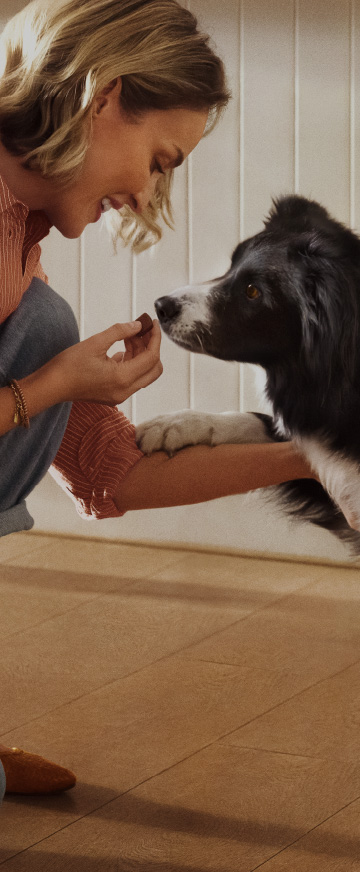 Tło Frontpro- Pani z psem