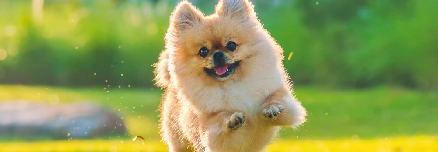 Pomeranian