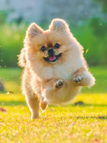 Pomeranian