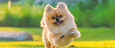 Pomeranian